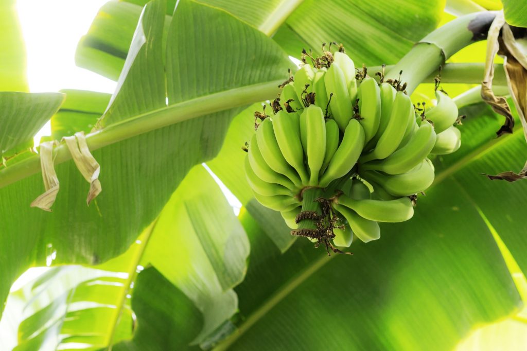 fruit tree seedlings and agricultural fertilizers